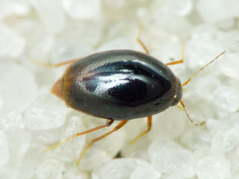 Scaphisoma inopinatum Löbl, 1967